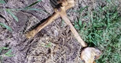 Hallan restos óseos de un hombre en la colonia Lomas del Aire en Acapulco Hallan restos óseos de un hombre en la colonia Lomas del Aire en Acapulco