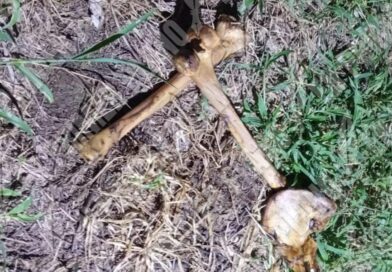 Hallan restos óseos de un hombre en la colonia Lomas del Aire en Acapulco Hallan restos óseos de un hombre en la colonia Lomas del Aire en Acapulco