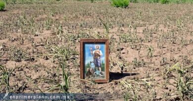 Reporta Sagadegro entre 180 y 200 mil hectáreas de maíz afectadas; descarta declaratoria de emergencia