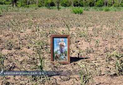 Reporta Sagadegro entre 180 y 200 mil hectáreas de maíz afectadas; descarta declaratoria de emergencia
