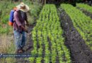 Advierten productores de Tixtla escasez de cempasúchil y terciopelo para Día de Muertos