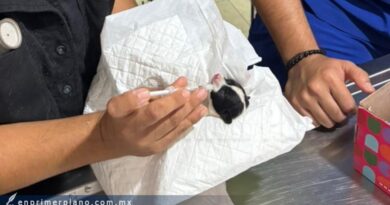Muere uno de los tres cachorros rescatados de la basura en Chilpancingo