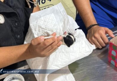 Muere uno de los tres cachorros rescatados de la basura en Chilpancingo