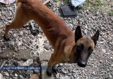 Denuncia activista maltrato animal a un perro en la colonia Las Torres