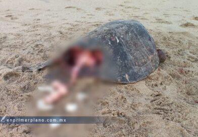Denuncian matanza de tortugas y saqueo masivo de huevos en Coyuca de Benítez