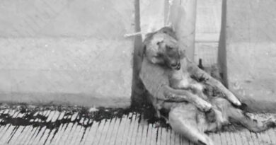 Exigen justicia por un perro hallado muerto y atado a una barrera de contención en Chilpancingo