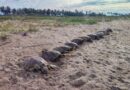 Denuncian matanza de tortugas y saqueo de huevos en Coyuca de Benítez