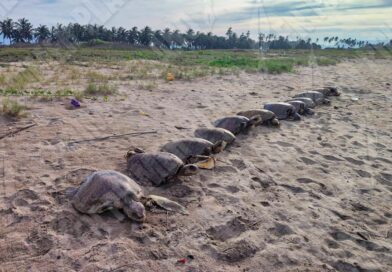 Denuncian matanza de tortugas y saqueo de huevos en Coyuca de Benítez