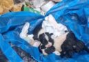 Rescatan trabajadores del Ayuntamiento de Chilpancingo a tres cachorros arrojados a la basura