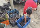 Regalan 15 toneladas de aguacate guerrerense; productores reclaman apoyo para abrir mercados