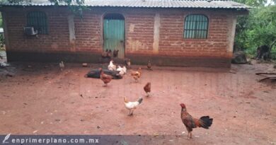 Desplaza crimen organizado a 50 familias de cinco comunidades en Zihuatanejo