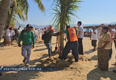 Reforestan Playa Suave con 123 palmeras; piden alumbrado, baños y drenaje