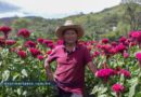 Pese a sequía, producen floricultores de Tixtla cempasúchil y terciopelo