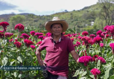 Pese a sequía, producen floricultores de Tixtla cempasúchil y terciopelo