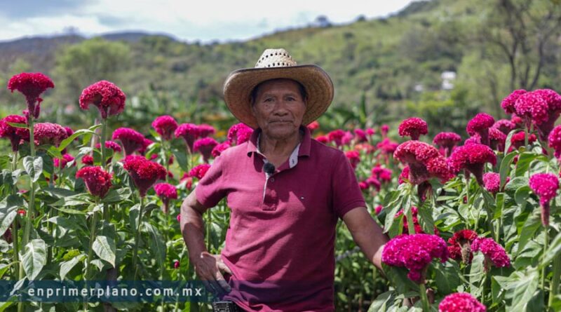Pese a sequía, producen floricultores de Tixtla cempasúchil y terciopelo