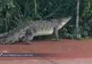 Captan a un cocodrilo de dos metros en la ciclopista de la zona Diamante de Acapulco