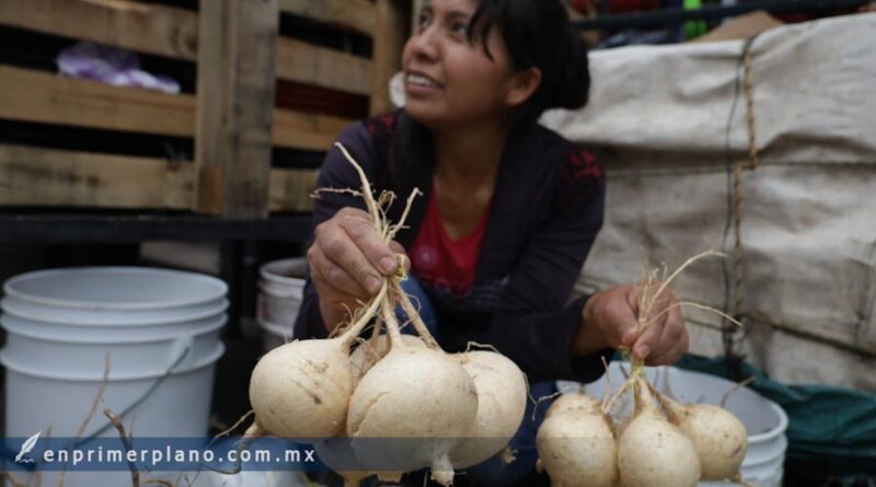 Falta de lluvias provoca pérdidas del 50 por ciento en cultivos de jícama en Chilapa