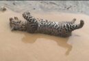 Hallan felino sin vida tras crecida del río Papagayo en Acapulco