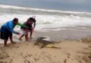Capturan pescadores a un cocodrilo en la barra de Coyuca de Benítez