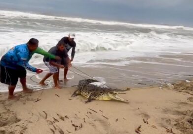 Capturan pescadores a un cocodrilo en la barra de Coyuca de Benítez